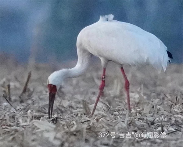 ʱ,Ұ׷,׷,׷